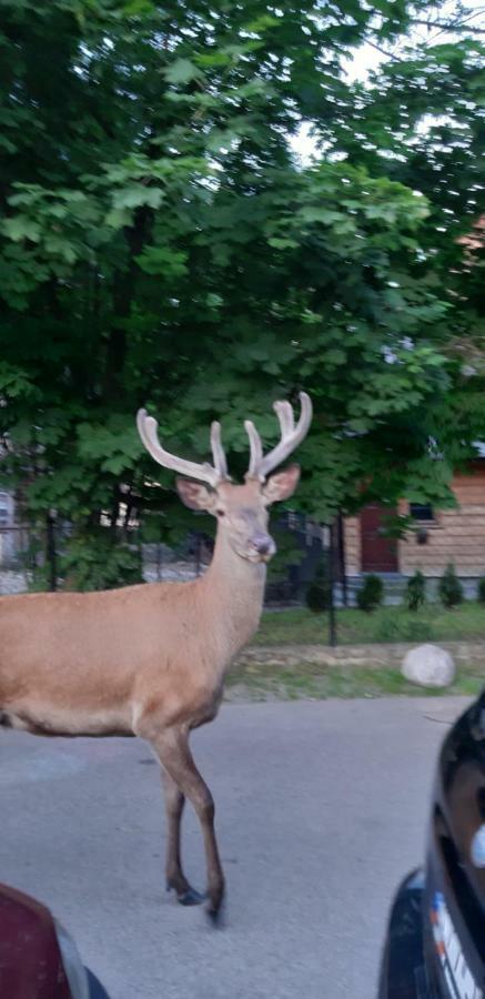 Pokoje Goscinne Na Stromej Zakopane Dış mekan fotoğraf